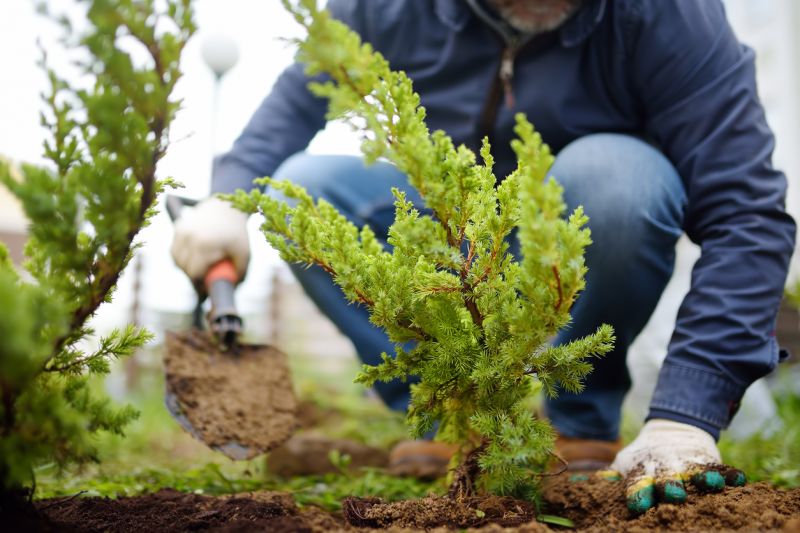 Vegetation Site Preparation