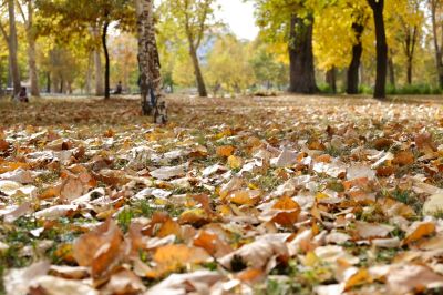 Autumn Lawn Maintenance