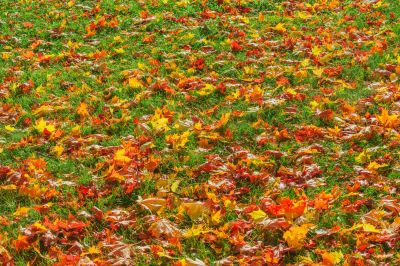 Autumn Lawn with Fallen Leaves