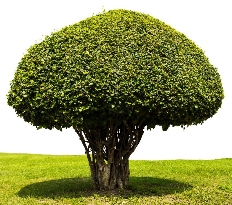 Decorative Topiary