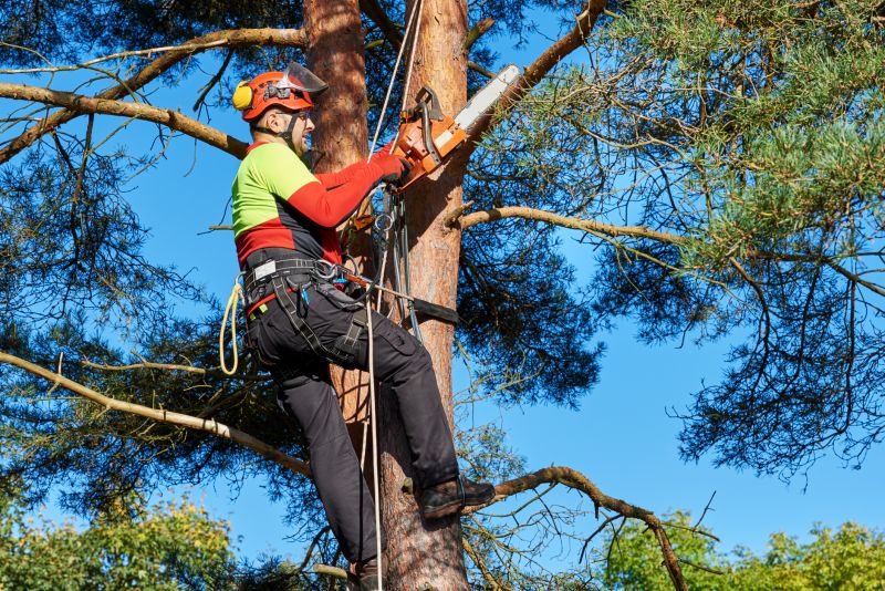 Professional Arborists